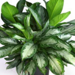 Chinese Evergreen Decorates Your Indoors
