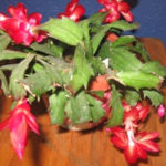 Decorate for the Holidays with Christmas Cactus