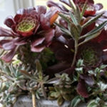 Decorate Your Home with Houseplants