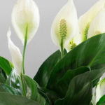 Elegant Peace Lily Adds Flair to Your Indoor Garden