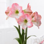 Force Amaryllis for the Holidays