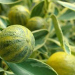 Growing Fruits and Vegetables Indoors