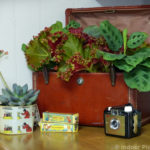 Indoor Plant Décor Designing with Houseplants