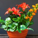 Plant an Indoor Living Arrangement