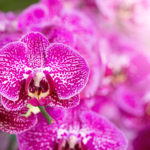 Phalaenopsis