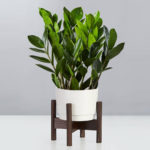 ZZ Plant Tops the Charts