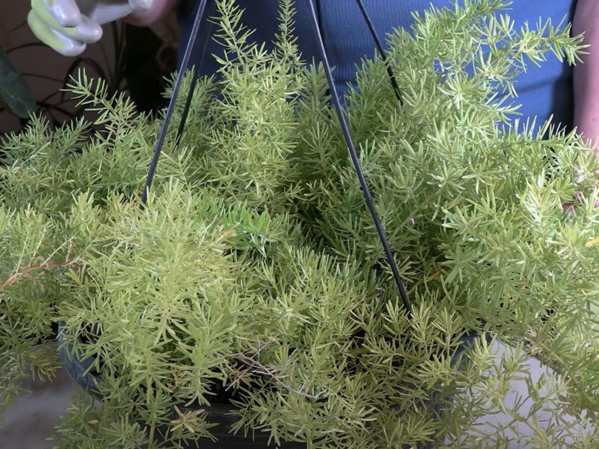 elephant plant jade Portulacaria afra