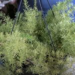 Asparagus Fern Care: What to Know / Viewer Inspired