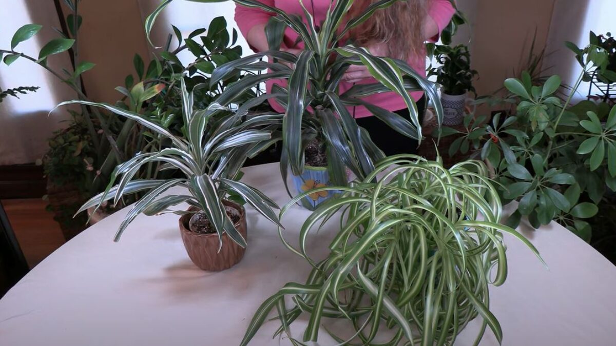 Best Type of Water for Houseplants-Distilled? / Viewer Inspired