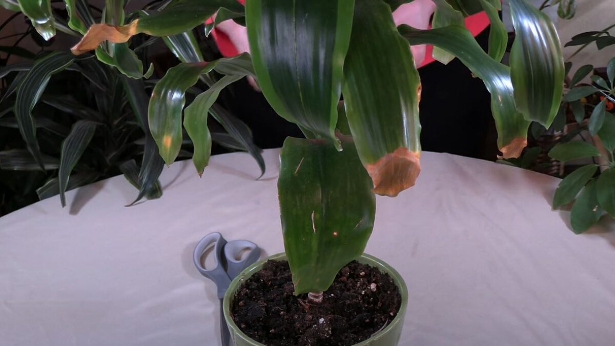 Best Way to Prune Brown Leaf Tips off Houseplants