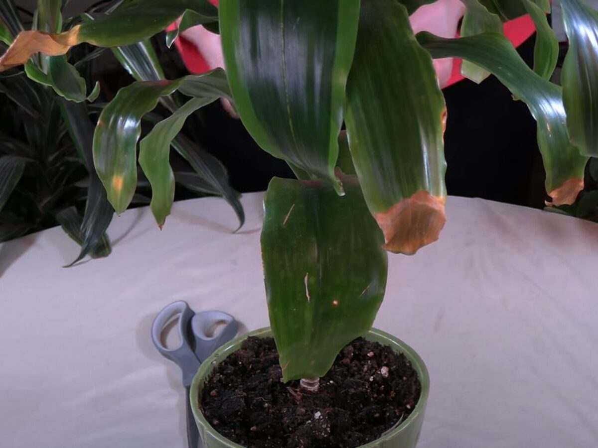 auto watering system for indoor plants DI-Smart Automatic Watering System main image 1