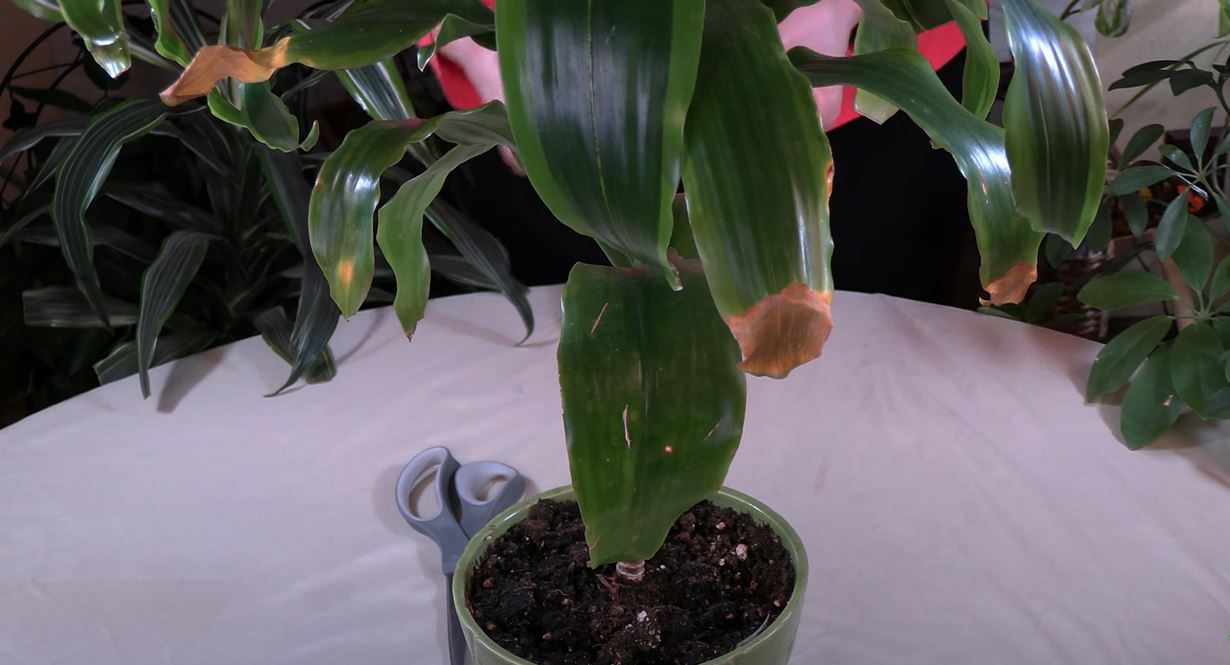 house plants with big leaves Fiddle Leaf Fig