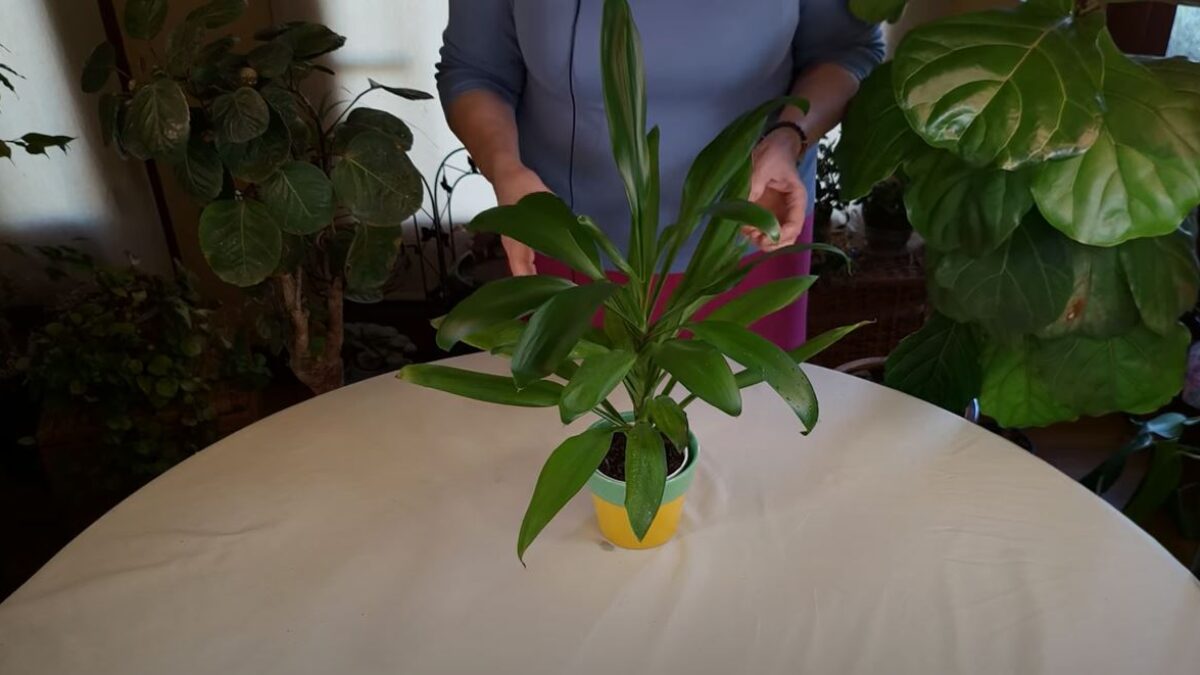 cute indoor plant pots Earth Planter Pot with Drainage | Ripple Plant Pot | Planter Pots