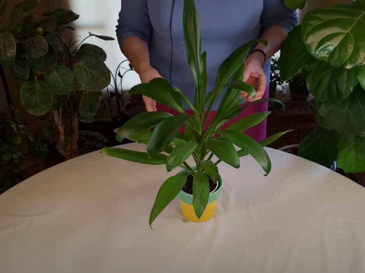 Cordyline Fruticosa Glauca Care: What to Know