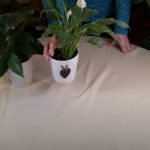 Domino Variegated Peace Lily / Plant Spotlight