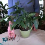 Girdling: What it is and Why it's Bad for Houseplants
