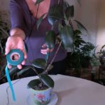 Green Garden Tape: You need this houseplant staking tool!