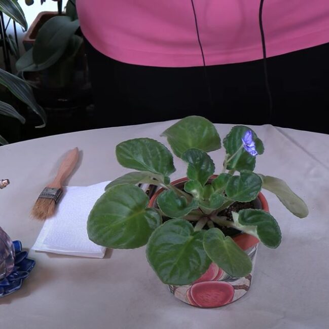 How to Clean Fuzzy-Leaved Houseplants Safely / Viewer Inspired