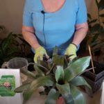How to Get More Bromeliad Flowers (from pups)