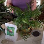 How to Prevent Pests and Diseases on Houseplants