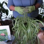 How to Revive a Spider Plant (Part 6)