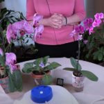 How to Use a Humidifier for Houseplants / Viewer Inspired