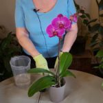 How to Water Phalaenopsis (Moth Orchid)