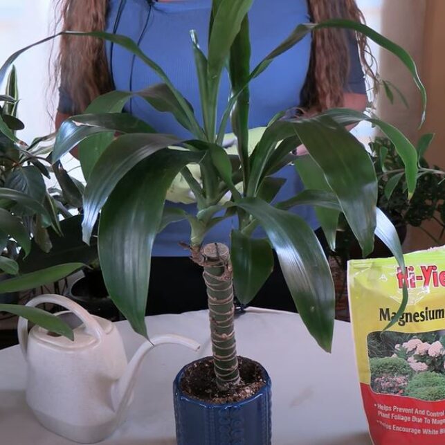 Is Epsom Salt Good for my Houseplants?