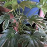 Japanese Aralia / Plant Spotlight