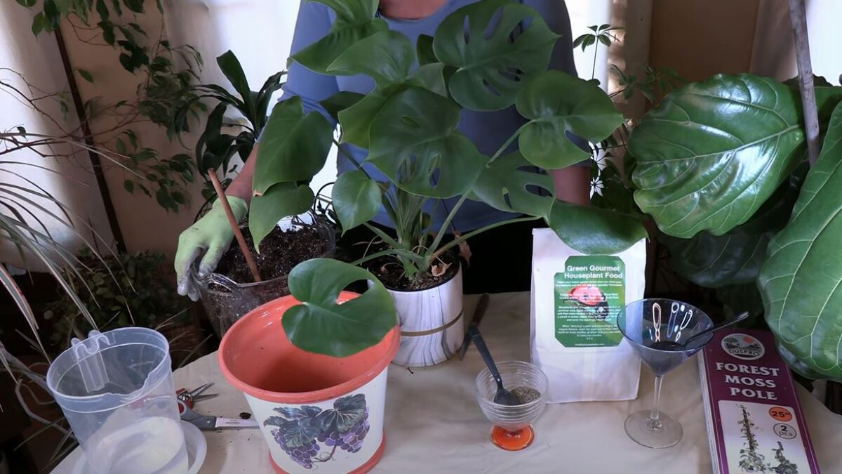 Monstera deliciosa Revival and Repotting