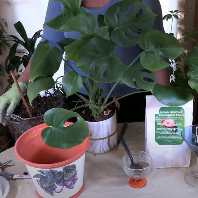 Monstera deliciosa Revival and Repotting
