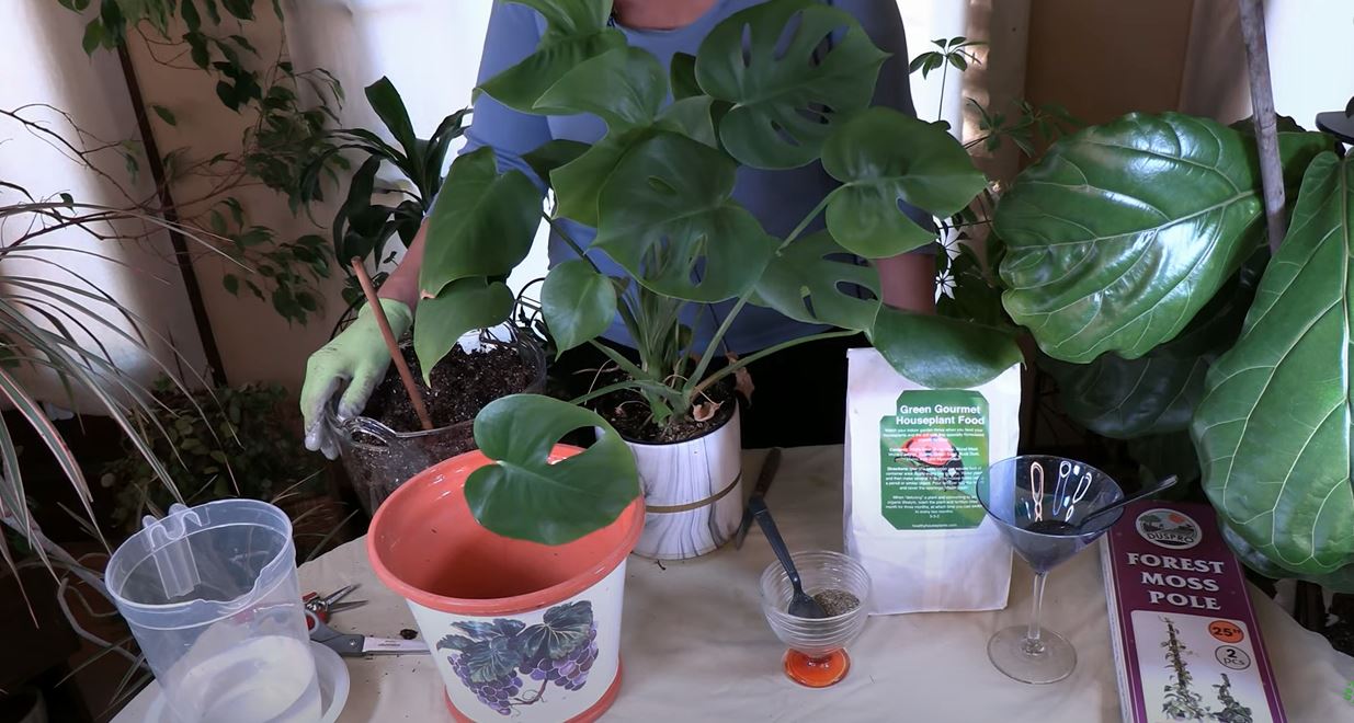 snake plant sayuri Snake Plant 'Sayuri' | Low Light Plants & Houseplants Delivery main image 1