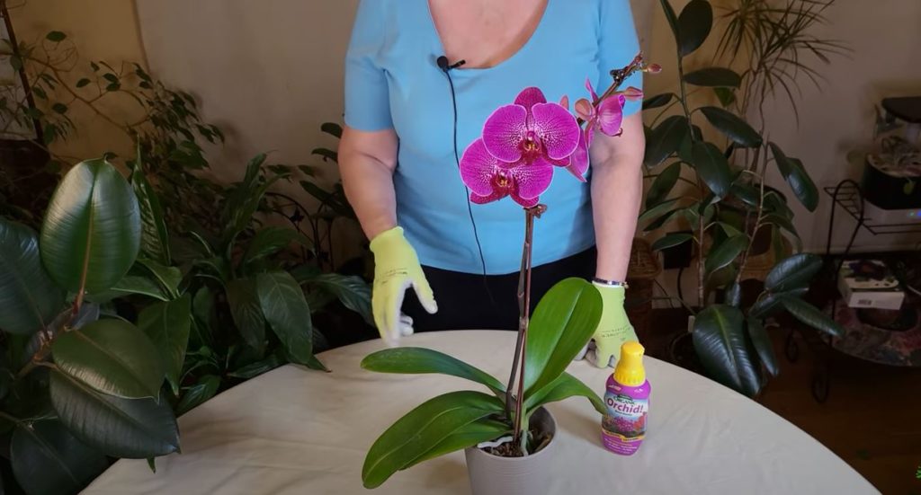 Phalaenopsis (Moth Orchid) Care: What to Know