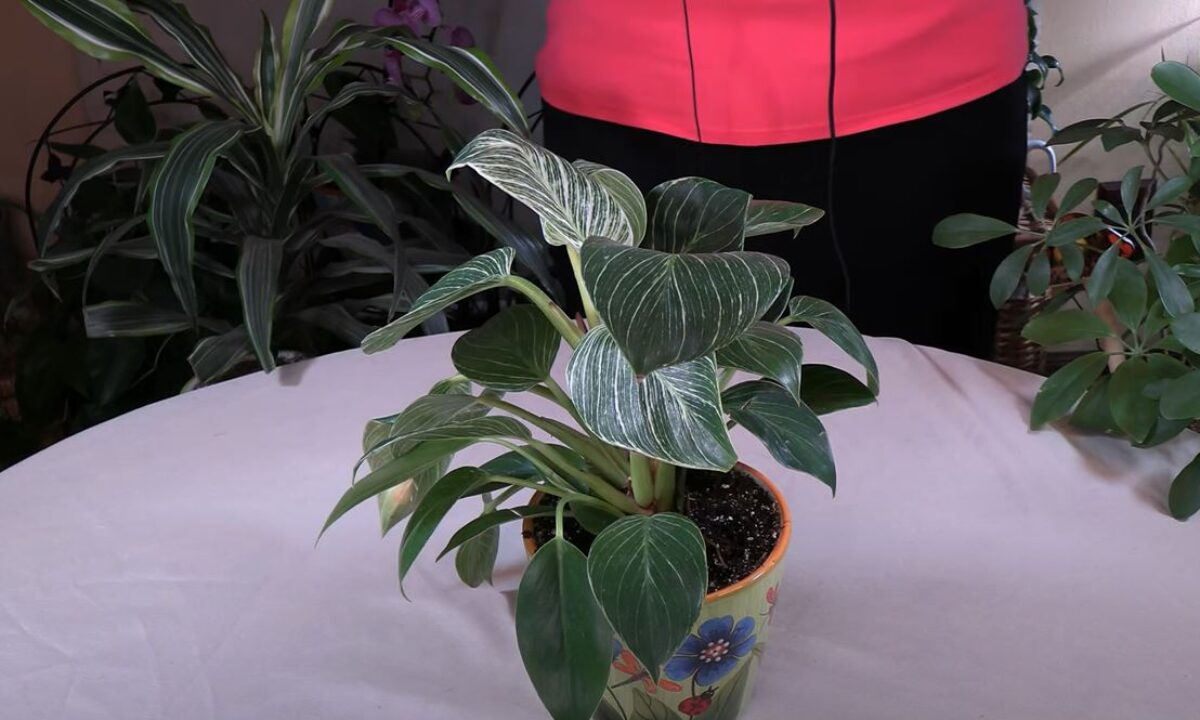 aureum plant Devil's Ivy