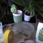 Repotting Cordyline Fruticosa Glauca/Taproot Plant
