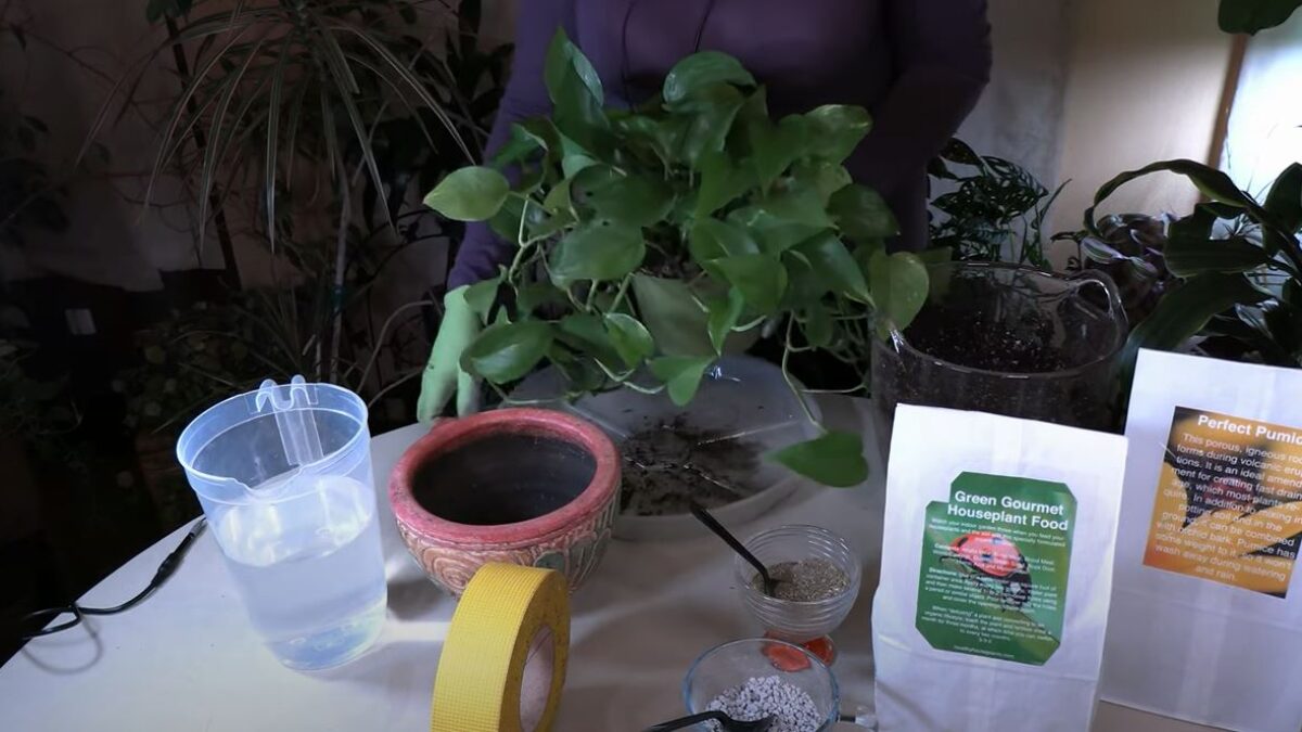 Repotting Pothos / Viewer Inspired