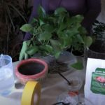 Repotting Pothos / Viewer Inspired