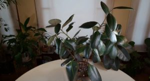 Rubber Tree (Ficus Elastica) Care: What to Know