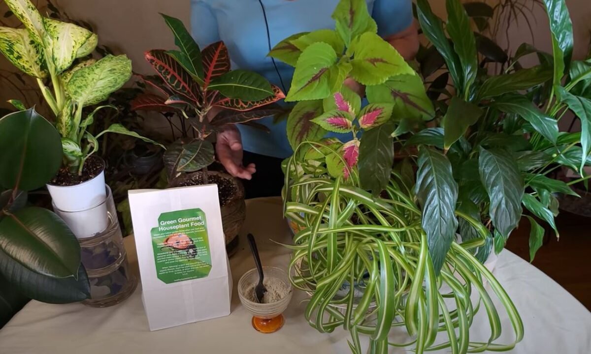 Secret to Really Healthy Houseplants: Rock Dust