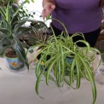 Signs of Healthy Houseplants