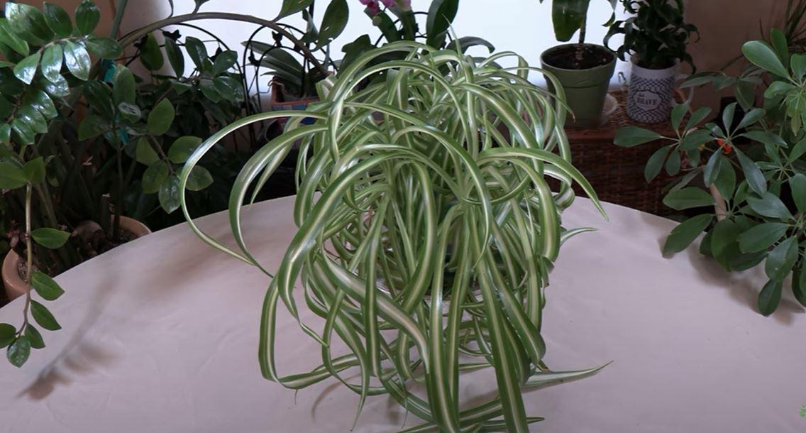 Spider Plant Care: What to Know
