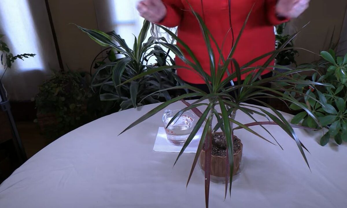 dracaena cane marginata Magenta Cane Dragon Tree (Dracaena) main image 1