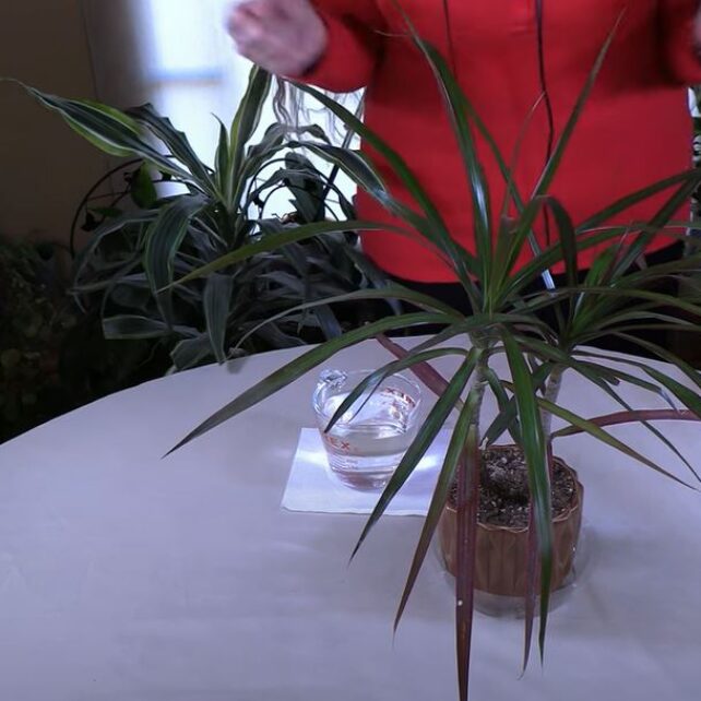 Water Houseplants with Aquarium Water / Viewer Inspired
