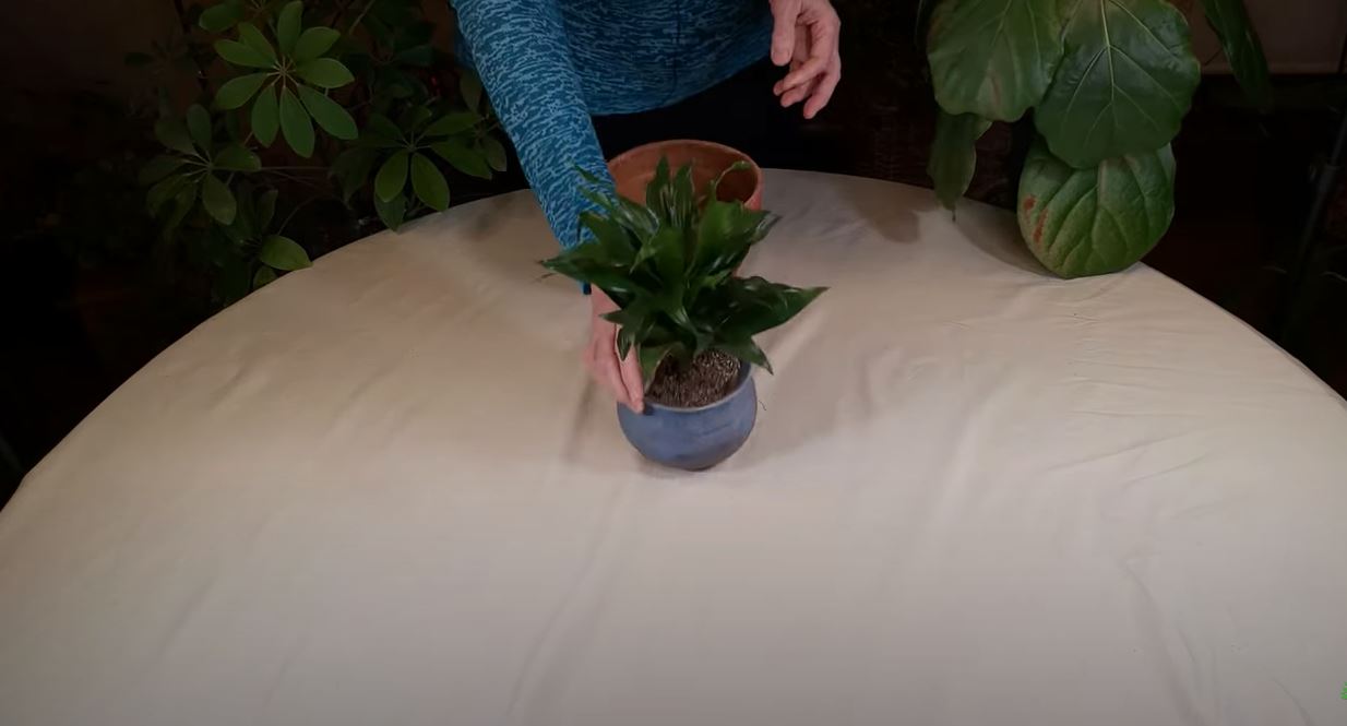 monstera variegata shop Monstera Borsigiana Variegata Albo (Mature Mother Plant) Low Variegation main image 1