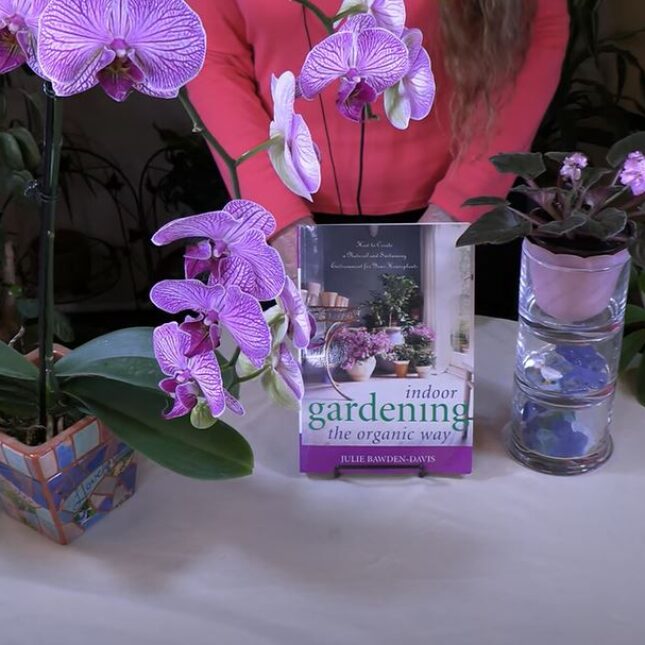 What is the Houseplant Crown and Why is it Important? - Healthy Houseplants
