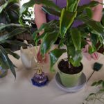 What to Do If I Dropped My Houseplant? / Help, my plant fell!