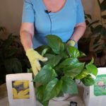 Why Houseplants Lose Leaves