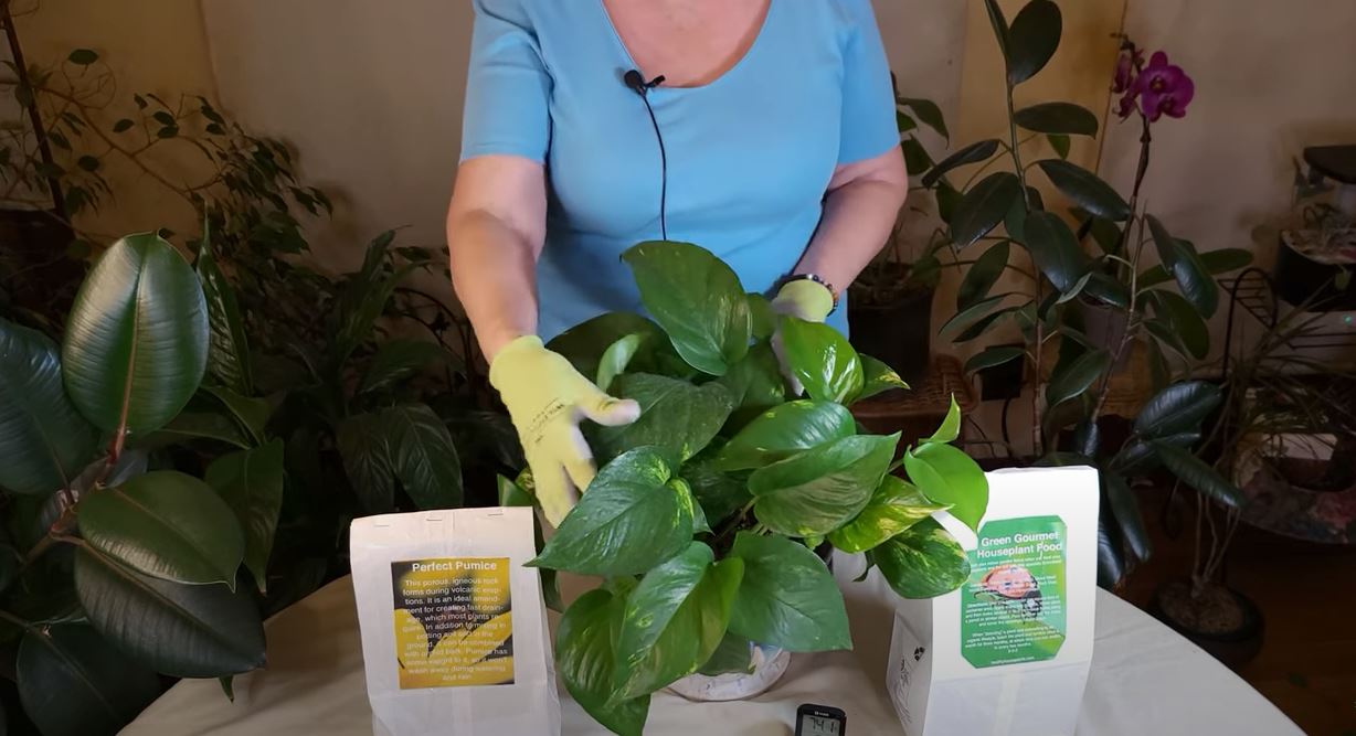 Why Houseplants Lose Leaves