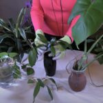 Why to Change Houseplant Rooting Water Regularly