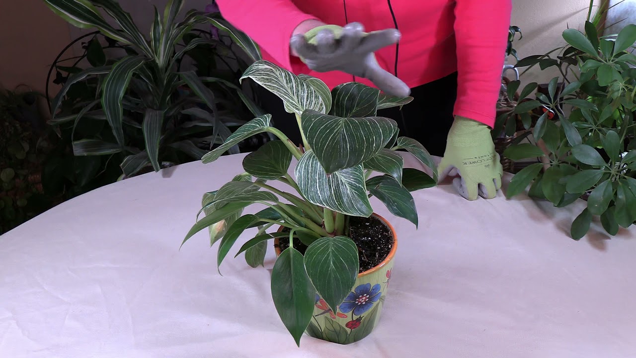 Philodendron Birkin / Plant Spotlight